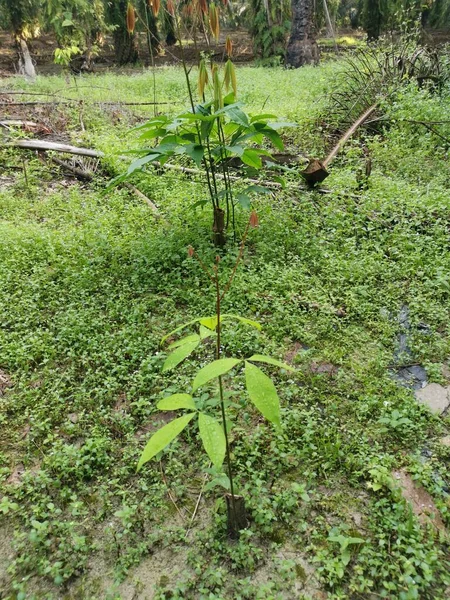 young Hevea brasiliensis seedling tree growing wildly.