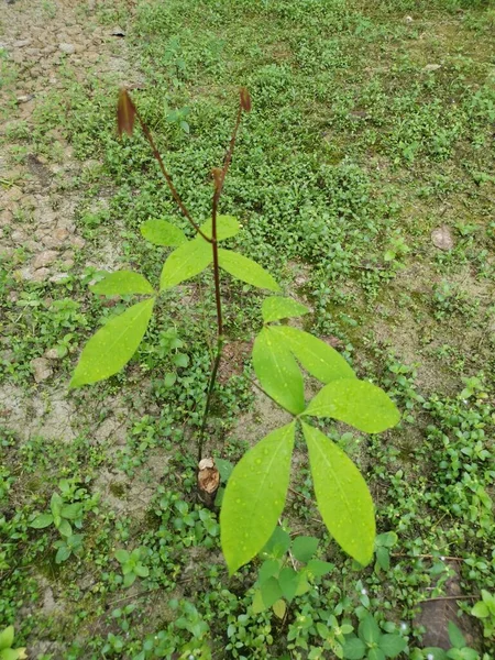 young Hevea brasiliensis seedling tree growing wildly.