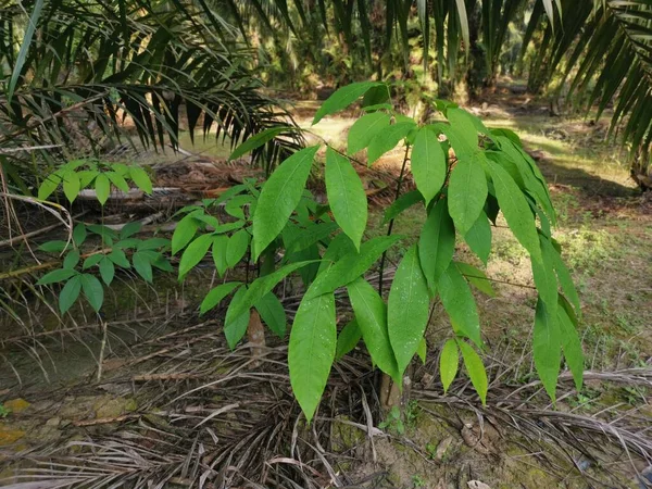 Joven Árbol Plántulas Hevea Brasiliensis Creciendo Salvajemente —  Fotos de Stock