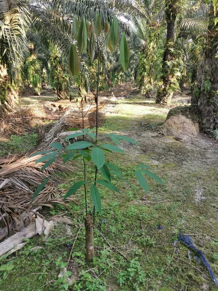 Young Hevea Brasiliensis Seedling Tree Growing Wildly — Stock Photo, Image