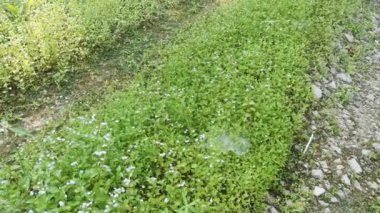 Ageratum conyzoides tarlada ot.