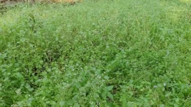 Ageratum conyzoides tarlada ot.