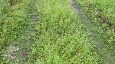 Ageratum conyzoides tarlada ot.