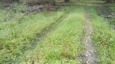 Ageratum conyzoides tarlada ot.