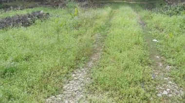 Ageratum conyzoides tarlada ot.