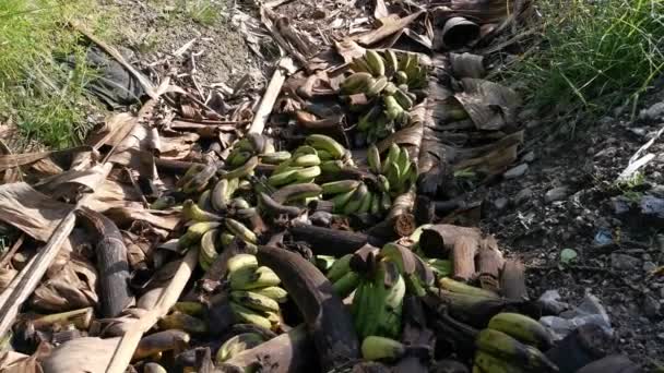 Pilas Frutas Plátano Podridas Tiradas Suelo — Vídeos de Stock