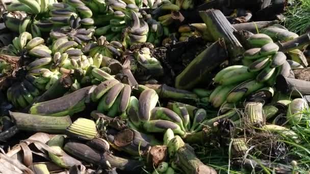 Haufen Von Faulen Oder Weggeworfenen Bananenfrüchten Auf Dem Boden — Stockvideo