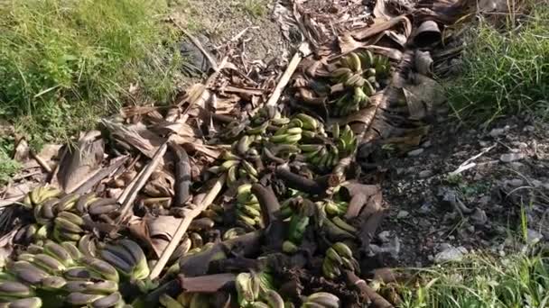 Груды Гнилых Выбрасывать Банановые Фрукты Землю — стоковое видео