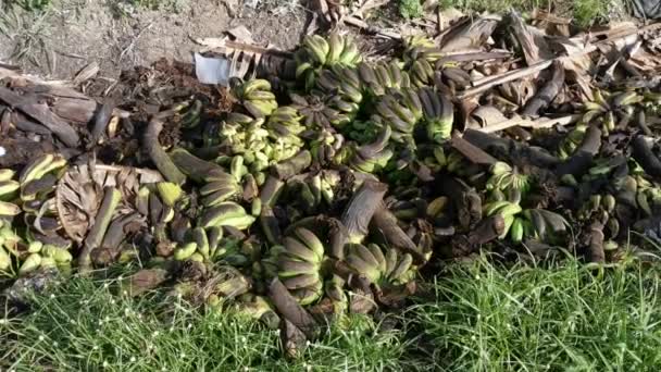 Haufen Von Faulen Oder Weggeworfenen Bananenfrüchten Auf Dem Boden — Stockvideo
