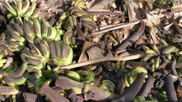 Stosy Zgniłych Lub Wyrzucać Owoce Banana Ziemię — Wideo stockowe