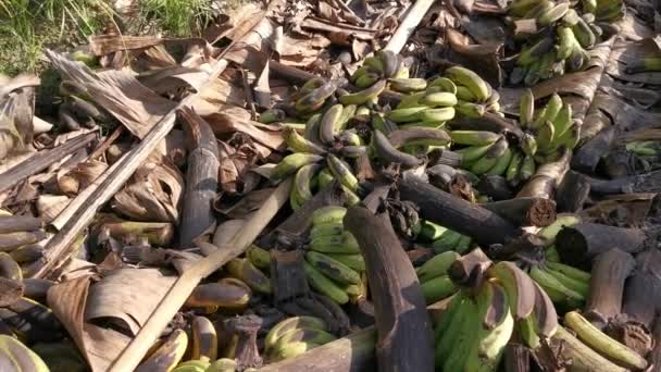 Hromádky Shnilých Nebo Vyhazovat Banánové Ovoce Zem — Stock video