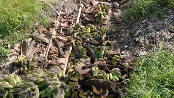 Pilas Frutas Plátano Podridas Tiradas Suelo — Vídeos de Stock