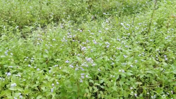 Hierba Ageratum Conyzoides Campo — Vídeo de stock