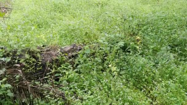 Ageratum Conyzoides Unkraut Auf Dem Feld — Stockvideo