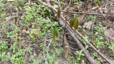 Genç Hevea brasiliensis filizlenen bir ağaç..