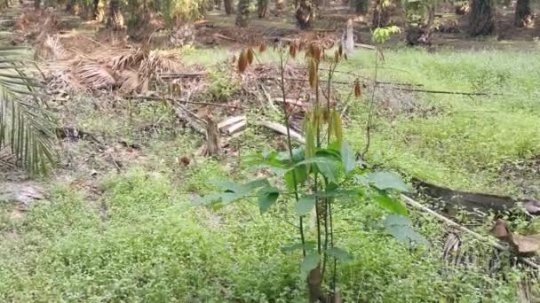 Junger Hevea Brasiliensis Keimling Baum Wächst Wild — Stockvideo