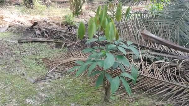 Молодой Hevea Brasiliensis Саженец Дерева Растет Дико — стоковое видео