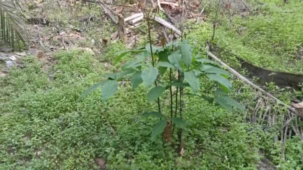 Giovane Piantina Semenzaio Hevea Brasiliensis Che Cresce Selvaggiamente — Video Stock