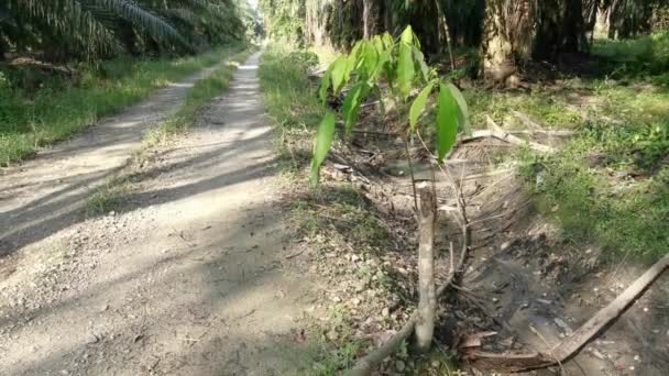 Jeune Semis Hevea Brasiliensis Poussant Sauvagement — Video