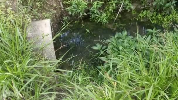 Saluran Drainase Silinder Beton Mengalir Stagnan Oleh Tanaman Dan Gulma — Stok Video