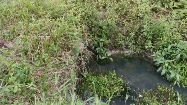 Saluran Drainase Silinder Beton Mengalir Stagnan Oleh Tanaman Dan Gulma — Stok Video