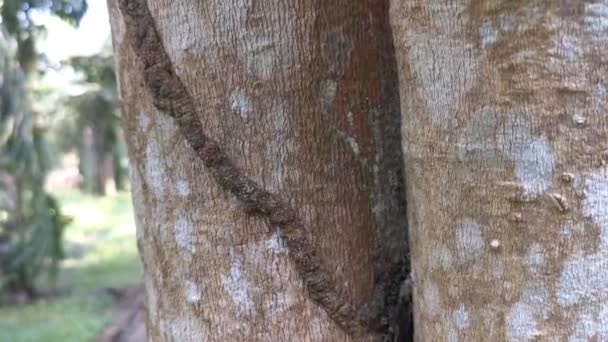 Ninho Térmitas Infestando Árvore Casca — Vídeo de Stock