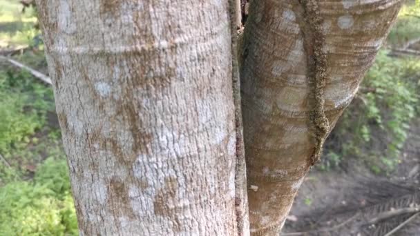栖息在树皮上的白蚁窝 — 图库视频影像