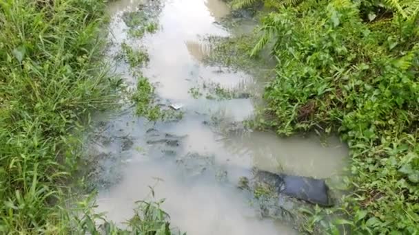 Saluran Drainase Silinder Beton Mengalir Stagnan Oleh Tanaman Dan Gulma — Stok Video