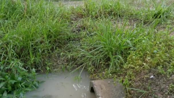 コンクリートの円筒形の運河の排水路は植物や雑草によって停滞し — ストック動画