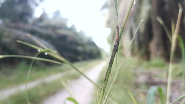 Baby Golden Silk Orb Weaver Spider Crawling Grass Stem — Stock Video