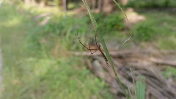 Baby Golden Silk Orb Weaver Spider Crawling Grass Stem — Stock Video