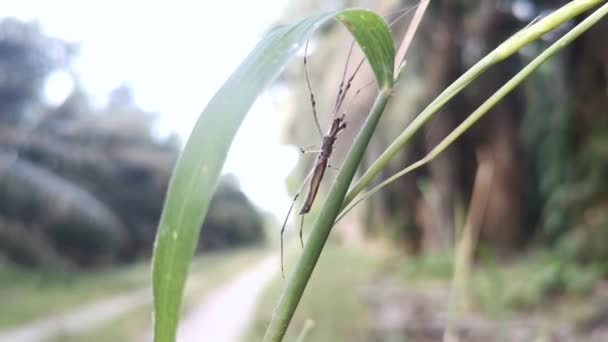 Bebé Seda Dorada Orbe Tejedor Araña Arrastrándose Sobre Tallo Hierba — Vídeos de Stock