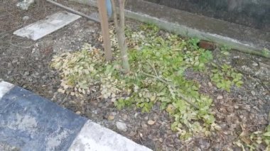 Yol kenarında büyüyen genç guaiacum işyeri.