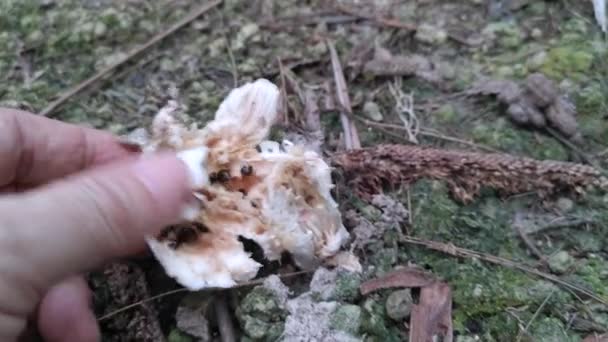 Zwarte Schimmel Kevers Voeden Zich Met Eetbare Rotte Hoed Termitomyces — Stockvideo