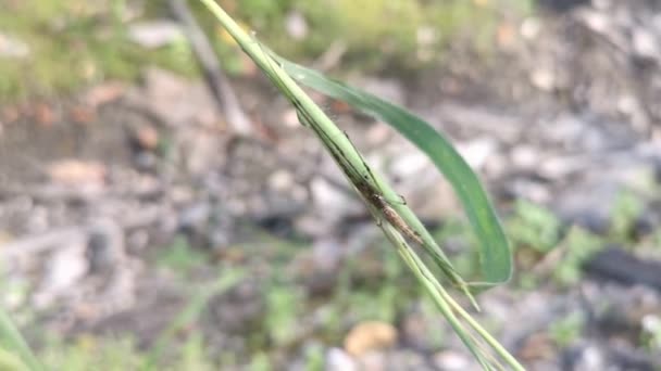 Bebé Seda Dorada Orbe Tejedor Araña Arrastrándose Sobre Tallo Hierba — Vídeos de Stock