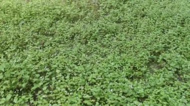 Genç filizlenen ageratum conyzoides tarlada otlar.