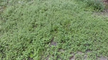 Genç filizlenen ageratum conyzoides tarlada otlar.