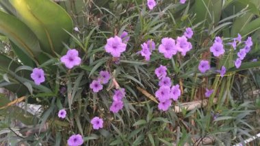 Mor Aphelandra Simplex çiçek bitkisi.