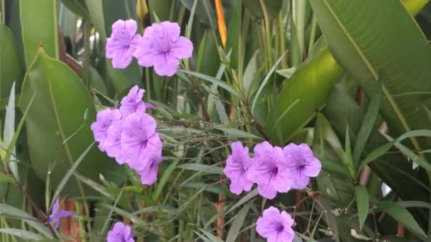 Фиолетовое Цветочное Растение Афеландра Симплексная — стоковое видео