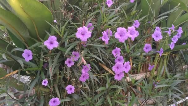 Фиолетовое Цветочное Растение Афеландра Симплексная — стоковое видео