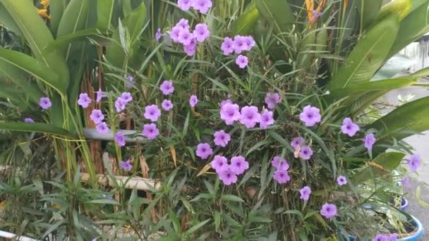 Planta Flores Afelandra Simplex Púrpura — Vídeos de Stock