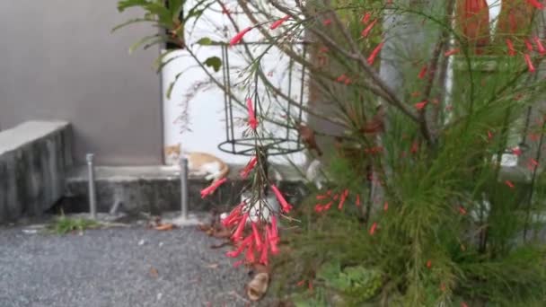 Bos Van Kleine Rode Vuurwerk Bloemrijke Plant — Stockvideo
