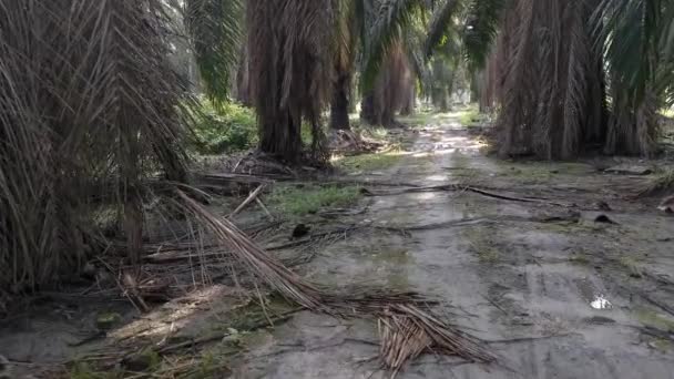 Landskap Scen Insidan Palmoljeplantage — Stockvideo