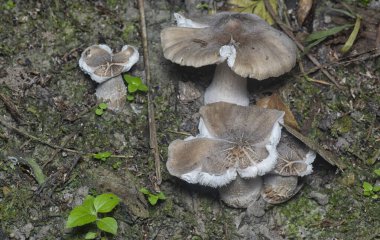 Topraktan çıkan yenilebilir termitomyce füliginosus heim.