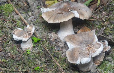 Topraktan çıkan yenilebilir termitomyce füliginosus heim.