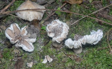 Topraktan çıkan yenilebilir termitomyce füliginosus heim.