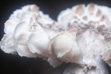 Mycetophagus punctatus kurtçukları yenilebilir çürük termitomyce mantarlarıyla besleniyor..