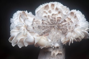 Topraktan çıkan yenilebilir termitomyce füliginosus heim.