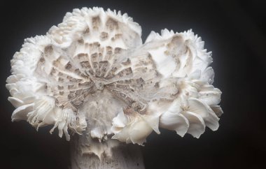 Topraktan çıkan yenilebilir termitomyce füliginosus heim.