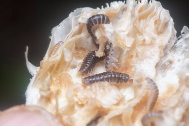 Mycetophagus punctatus kurtçukları yenilebilir çürük termitomyce mantarlarıyla besleniyor..